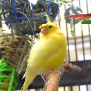 kanari tenyleg oromeben enekel