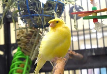 kanari tenyleg oromeben enekel