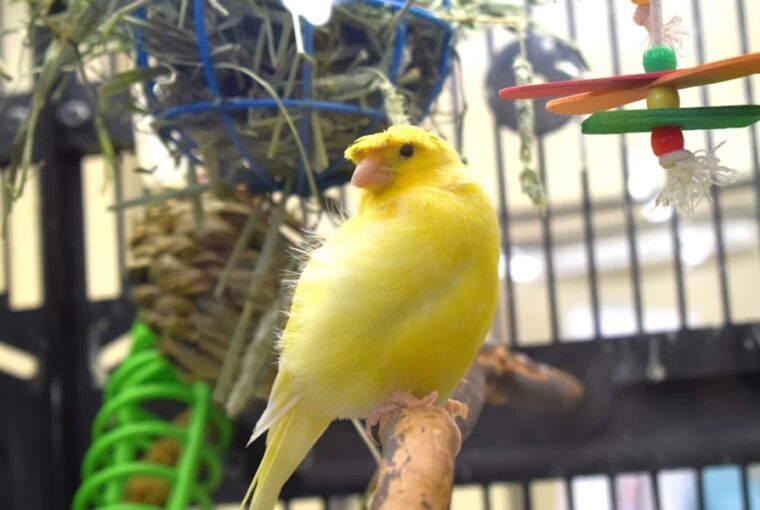 kanari tenyleg oromeben enekel