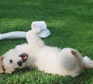 kutya ne hasznalja wc nek a gyepet