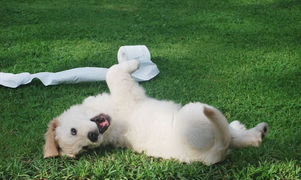 kutya ne hasznalja wc nek a gyepet