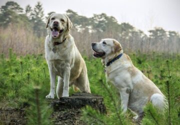 labrador dieta lehetetlen kuldetes