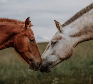 lovak tarsas viselkedeset