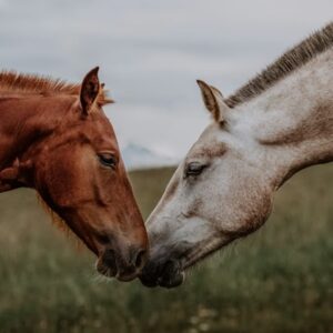 lovak tarsas viselkedeset