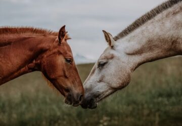 lovak tarsas viselkedeset