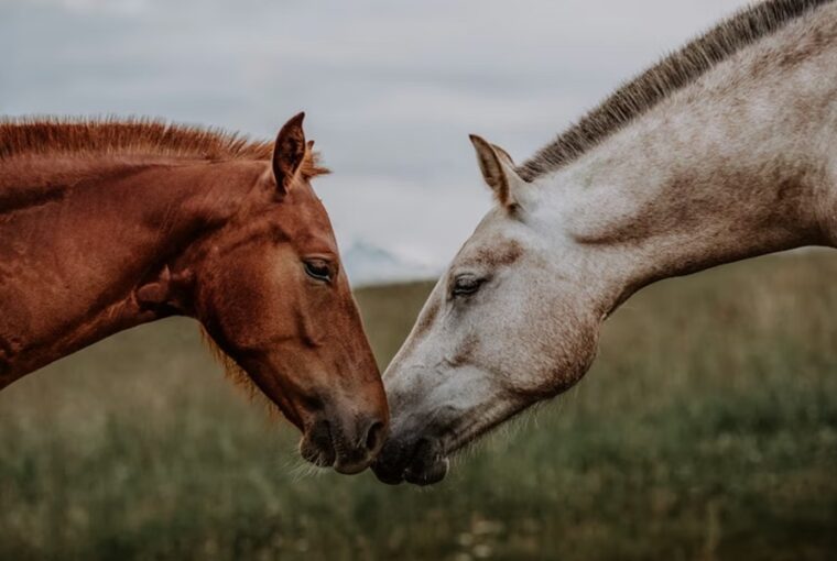 lovak tarsas viselkedeset