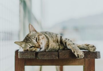 macska itelkezo tekintete