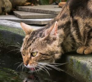 macska kerti tobol iszik
