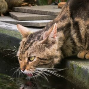 macska kerti tobol iszik