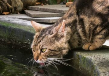 macska kerti tobol iszik
