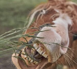 miert eszi meg a lo a keritest