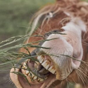 miert eszi meg a lo a keritest