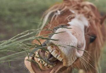 miert eszi meg a lo a keritest