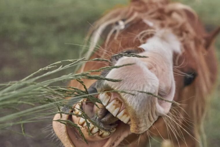 miert eszi meg a lo a keritest