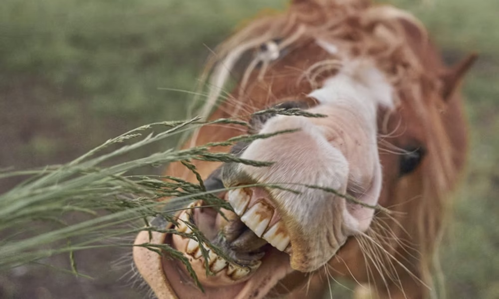 miert eszi meg a lo a keritest