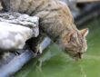 miert iszik a macskad a kerti tobol
