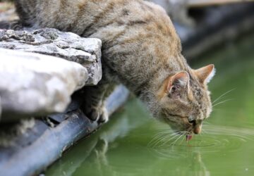 miert iszik a macskad a kerti tobol