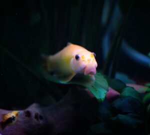 miert koveti a halad az ujjadat