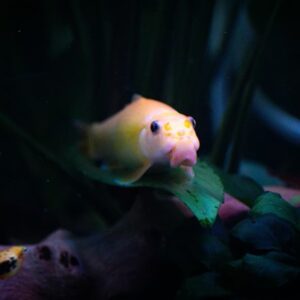 miert koveti a halad az ujjadat