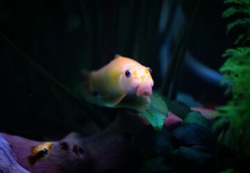 miert koveti a halad az ujjadat