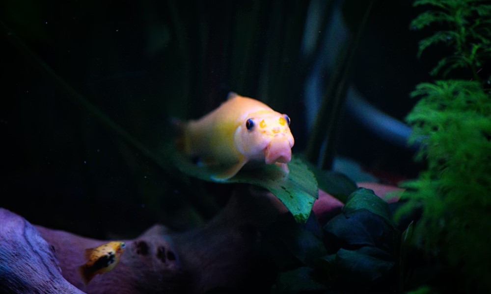 miert koveti a halad az ujjadat