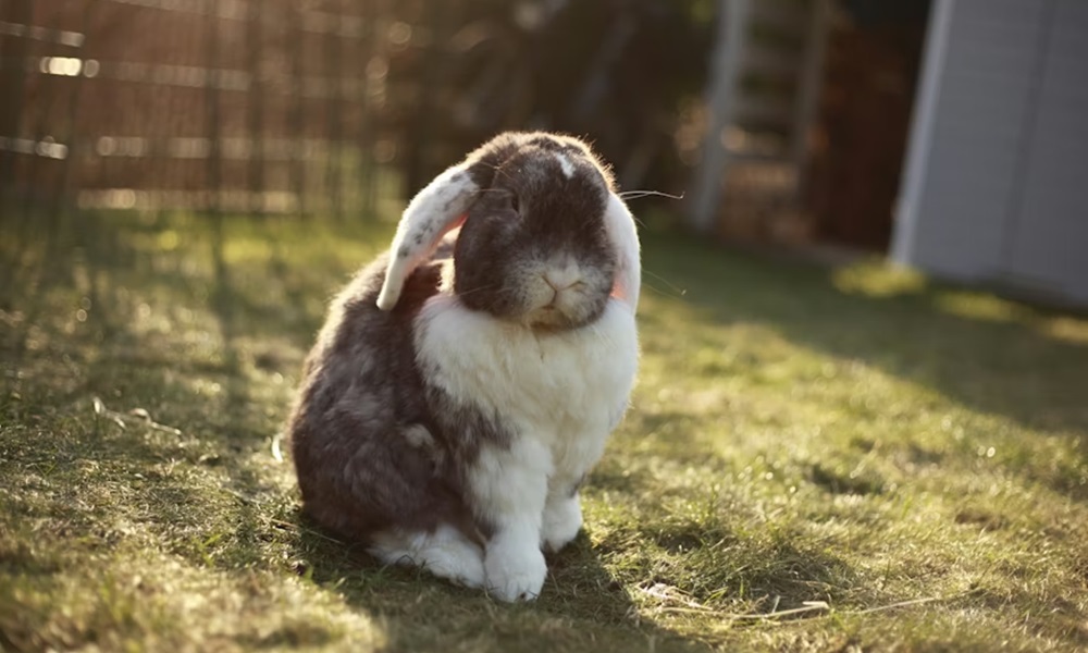 miert ugrik a nyuszi