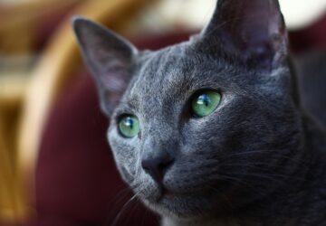 orosz kek macska felenk