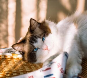 ragdoll a macska aki elolvad