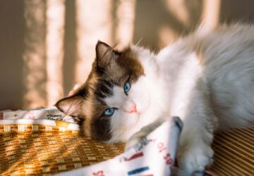 ragdoll a macska aki elolvad