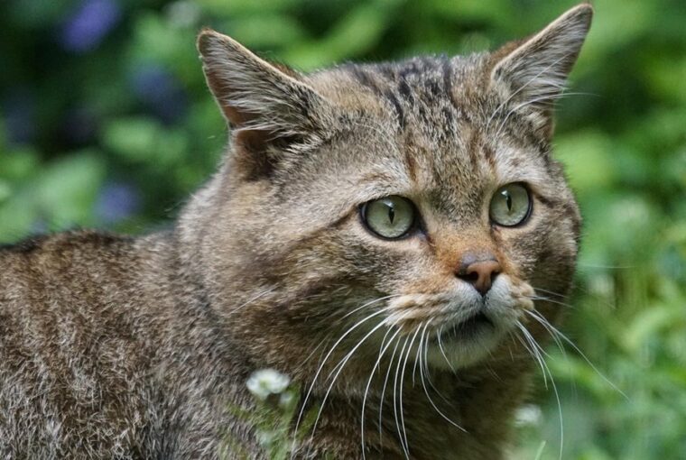 segits a vadmacskak vedelmeben