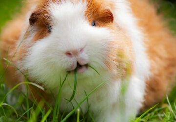 tengerimalac melyik gyep egeszseges