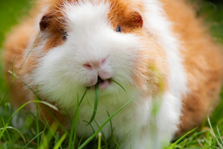 tengerimalac melyik gyep egeszseges