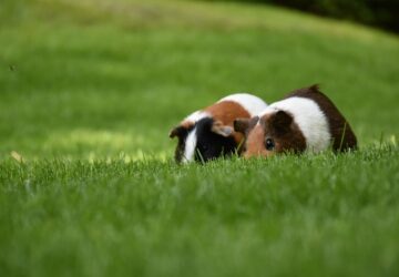 tengerimalacok es fueves