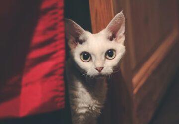 devon rex