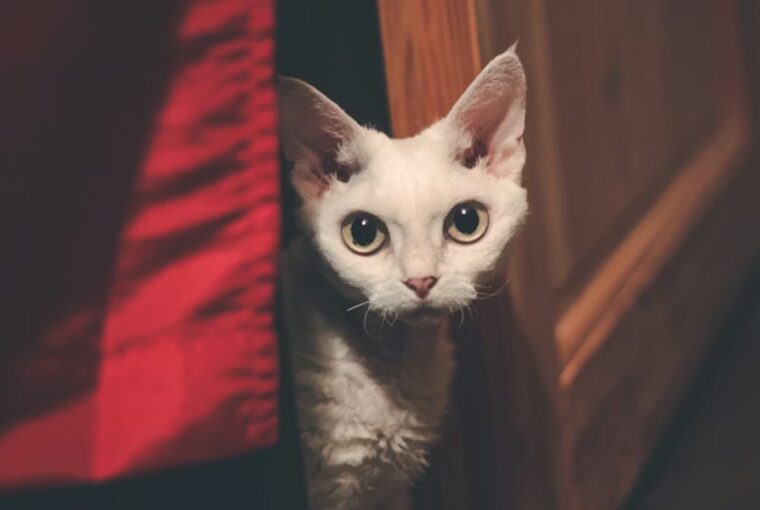 devon rex