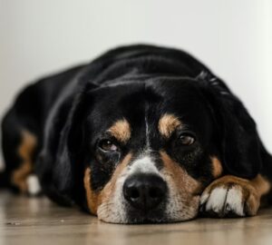 etelallergia es etelintolerancia