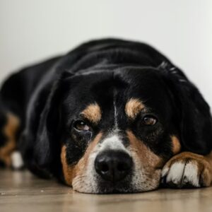 etelallergia es etelintolerancia