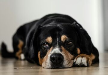 etelallergia es etelintolerancia