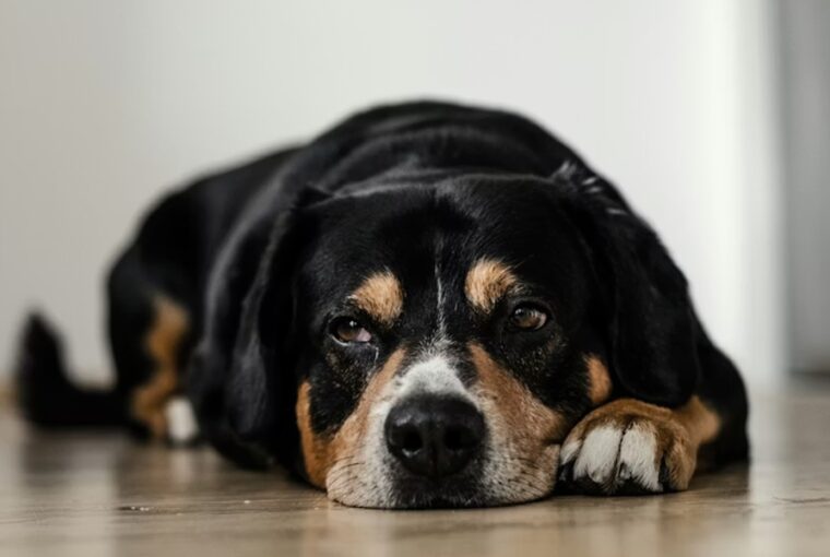 etelallergia es etelintolerancia