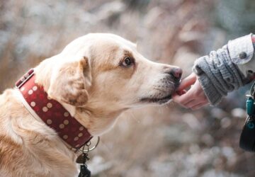 felreertjuk a kutyainkat