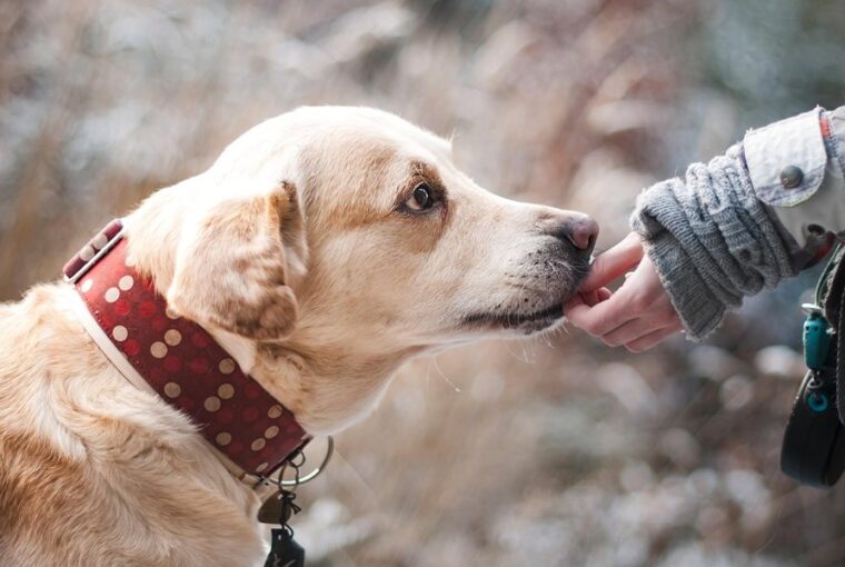 felreertjuk a kutyainkat