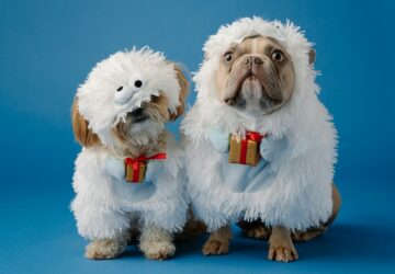 felreertjuk kutyainkat