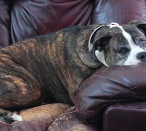 hogyan rontja el a kutya a napodat