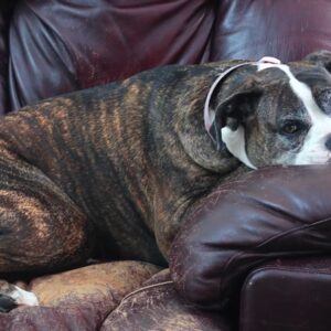 hogyan rontja el a kutya a napodat