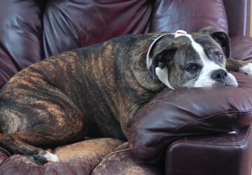 hogyan rontja el a kutya a napodat