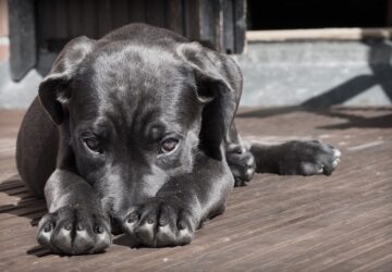 hogyan trollkodnak az allatok