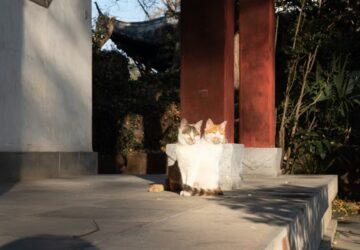 homerseklet macskara