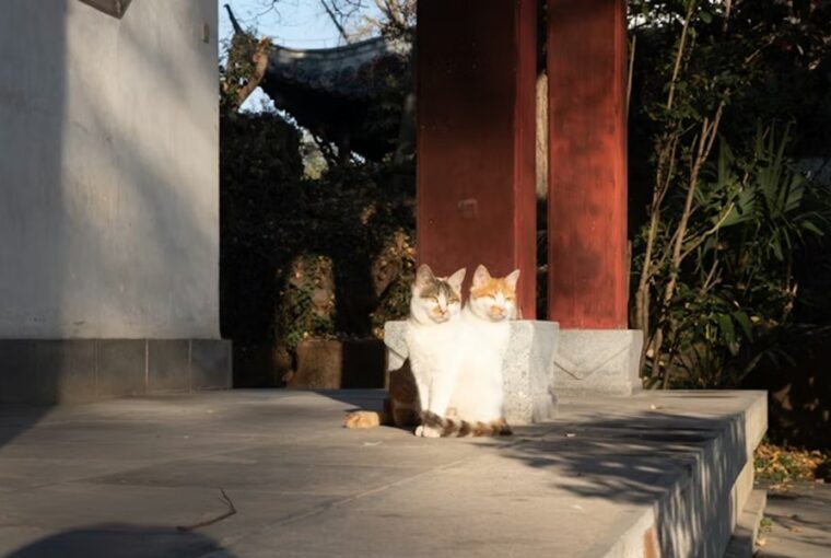 homerseklet macskara