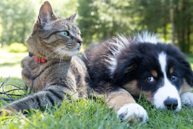 kutyak vs macskak