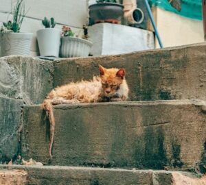 macska aids a csendes gyilkos